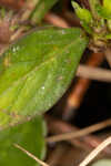 Woodland false buttonweed